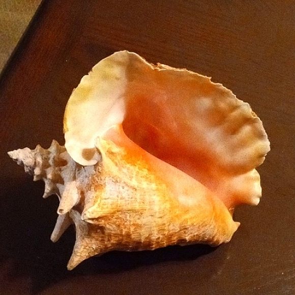 Made in Mexico. Other - LARGE NATURAL REAL CONCH SEA SHELL.